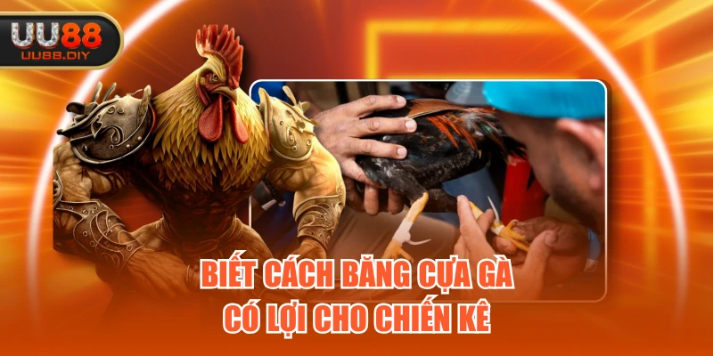 Biết cách băng cựa gà có lợi cho chiến kê Biết cách băng cựa gà có lợi cho chiến kê