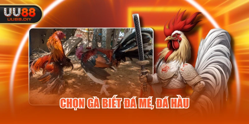 Chọn gà biết đá mé, đá hầu