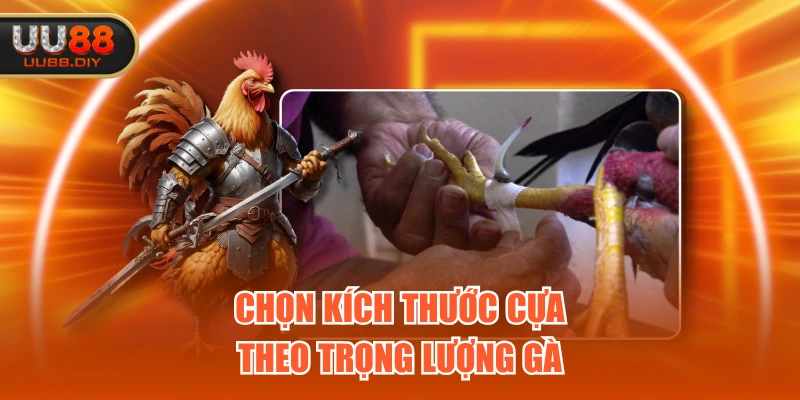 Chọn kích thước cựa theo trọng lượng gà Chọn kích thước cựa theo trọng lượng gà