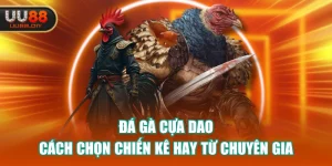 Đá Gà Cựa Dao - Cách Chọn Chiến Kê Hay Từ Chuyên Gia