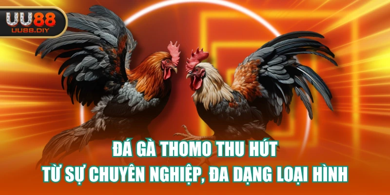 Đá Gà Thomo Thu Hút Từ Sự Chuyên Nghiệp, Đa Dạng Loại Hình