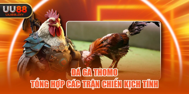 Đá gà Thomo tổng hợp các trận chiến kịch tính