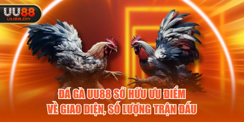 Đá Gà UU88 sở hữu ưu điểm về giao diện, số lượng trận đấu