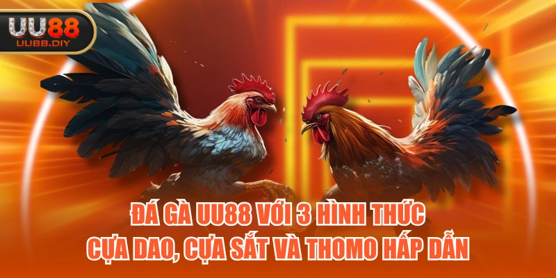 Đá Gà UU88 với 3 hình thức cựa dao, cựa sắt và Thomo hấp dẫn