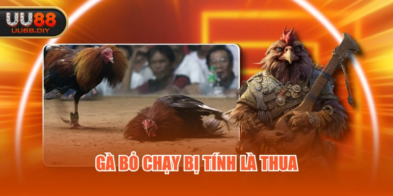 Gà bỏ chạy bị tính là thua