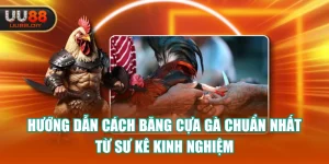 Hướng Dẫn Cách Băng Cựa Gà Chuẩn Nhất Từ Sư Kê Kinh Nghiệm