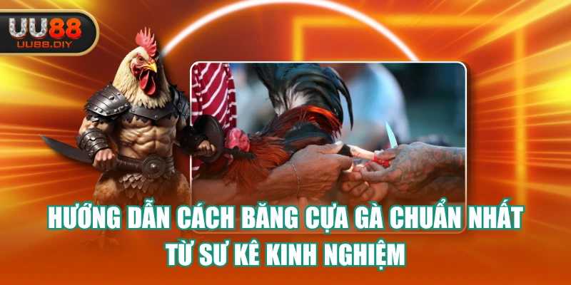 Hướng Dẫn Cách Băng Cựa Gà Chuẩn Nhất Từ Sư Kê Kinh Nghiệm