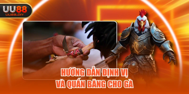 Hướng dẫn định vị và quấn băng cho gà Hướng dẫn định vị và quấn băng cho gà