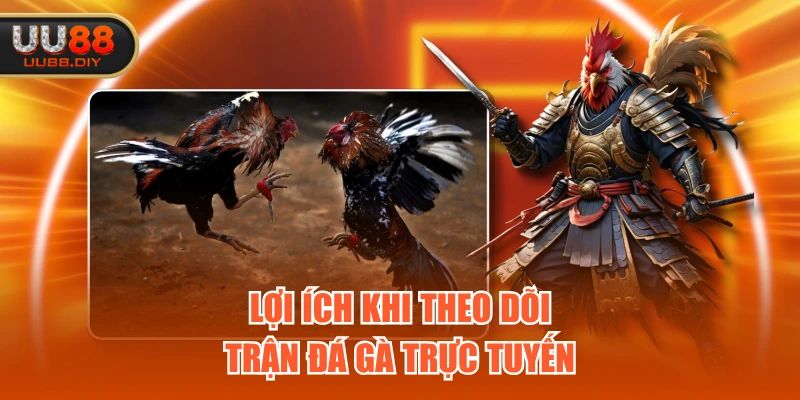 Lợi ích khi theo dõi trận đá gà trực tuyến
