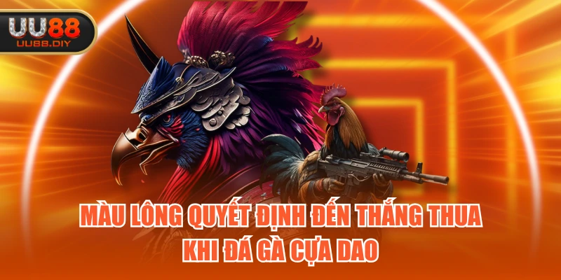 Màu lông quyết định đến thắng thua khi đá gà cựa dao