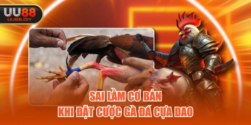 Sai lầm cơ bản khi đặt cược gà đá cựa dao