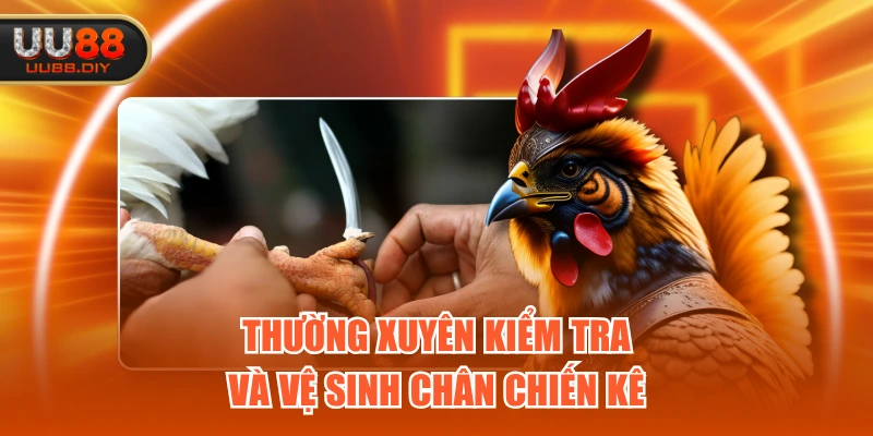 Thường xuyên kiểm tra và vệ sinh chân chiến kê Thường xuyên kiểm tra và vệ sinh chân chiến kê